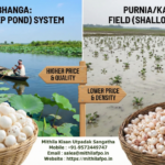 Why Darbhanga Makhana Price is Higher? (2026 Guide)